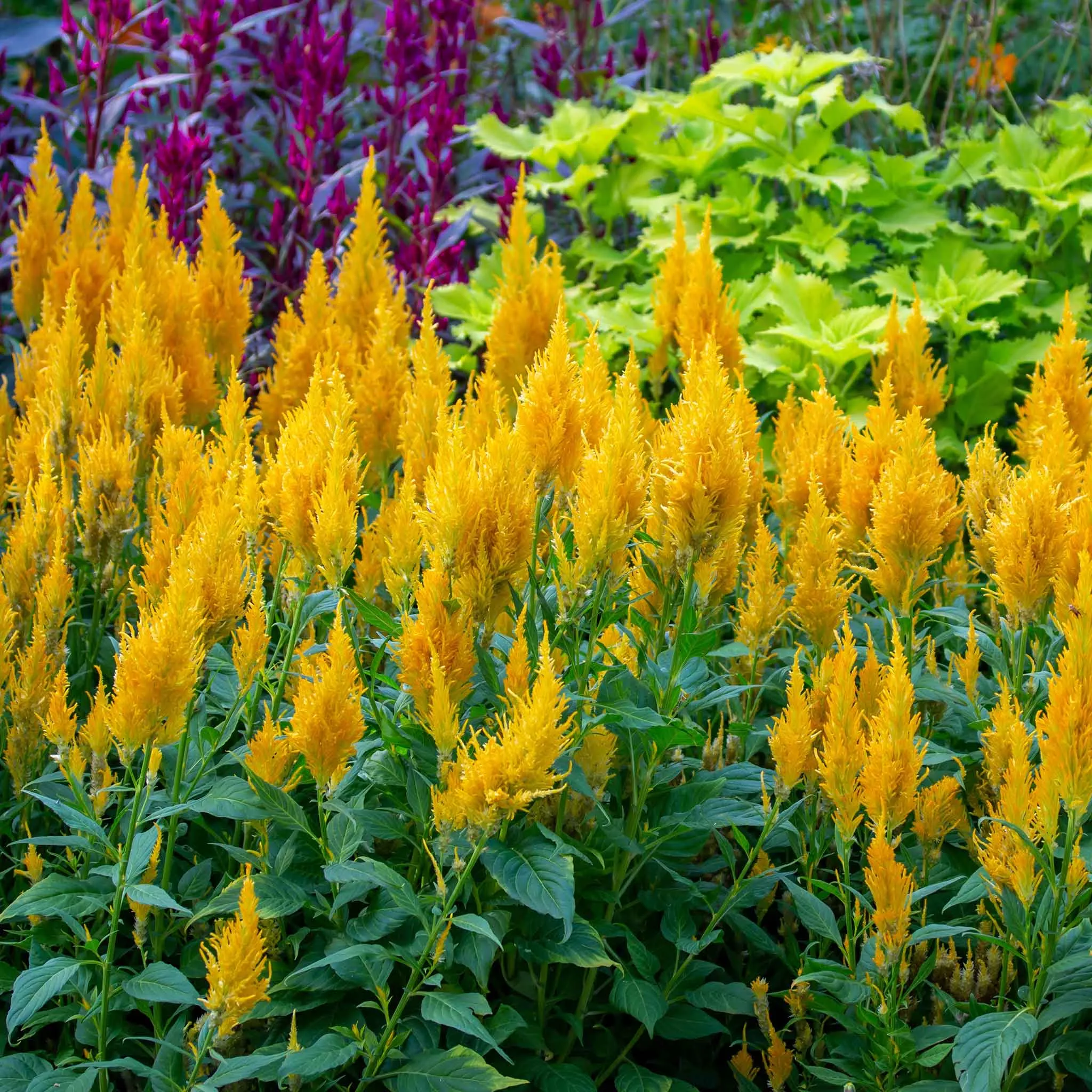 bulk-celosia-seeds-golden-plume Bulk Celosia Seeds - Golden Plume