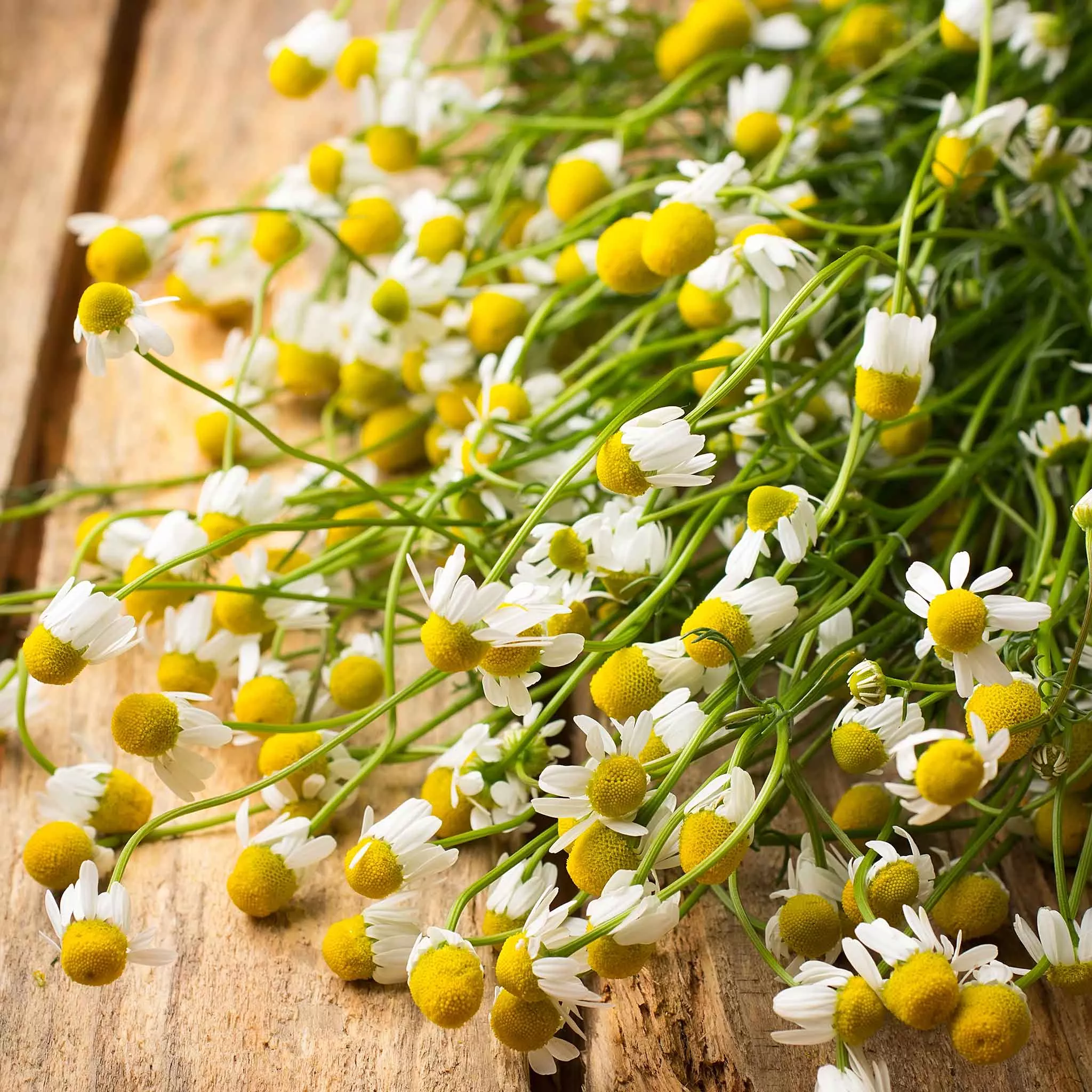 Bulk Chamomile Seeds - German
