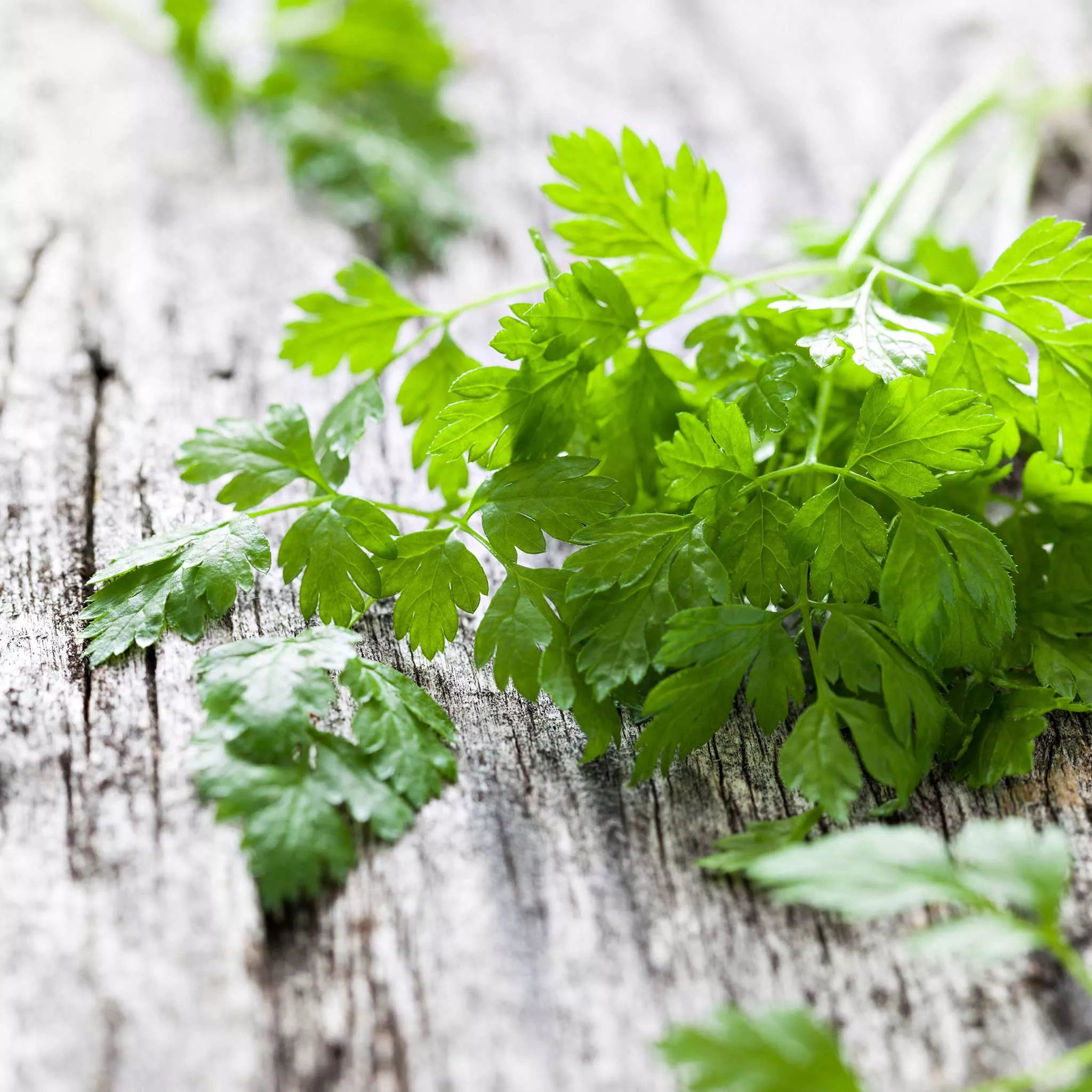Bulk Chervil Seeds