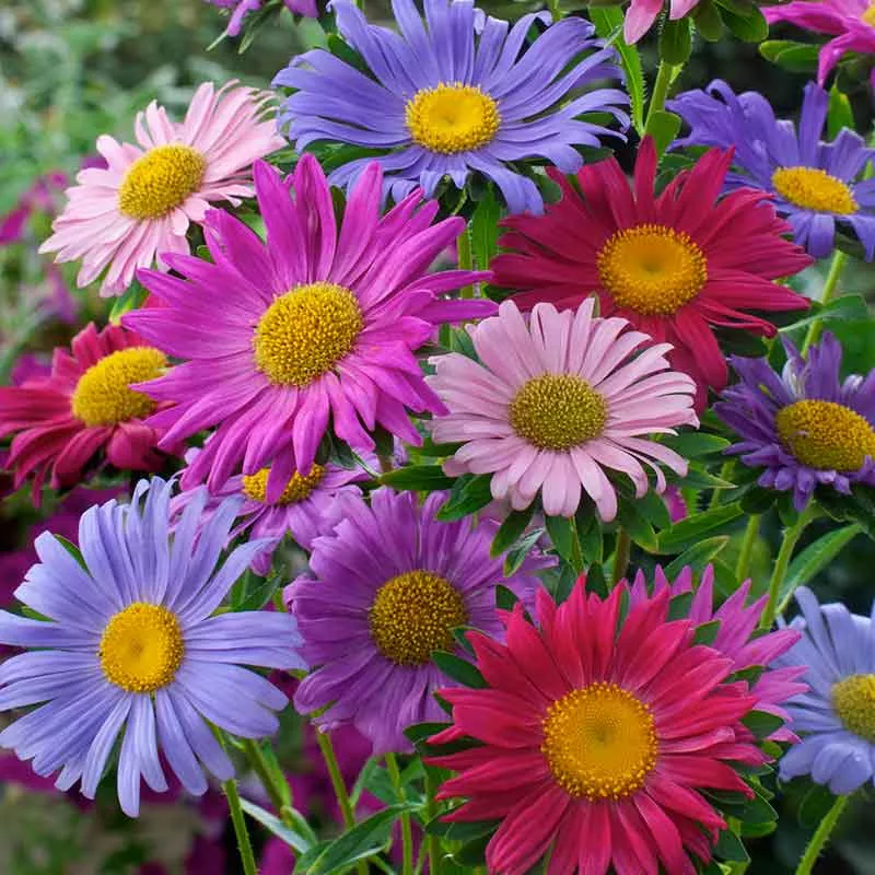 bulk-china-aster-seeds-single-mix Bulk China Aster Seeds - Single Mix