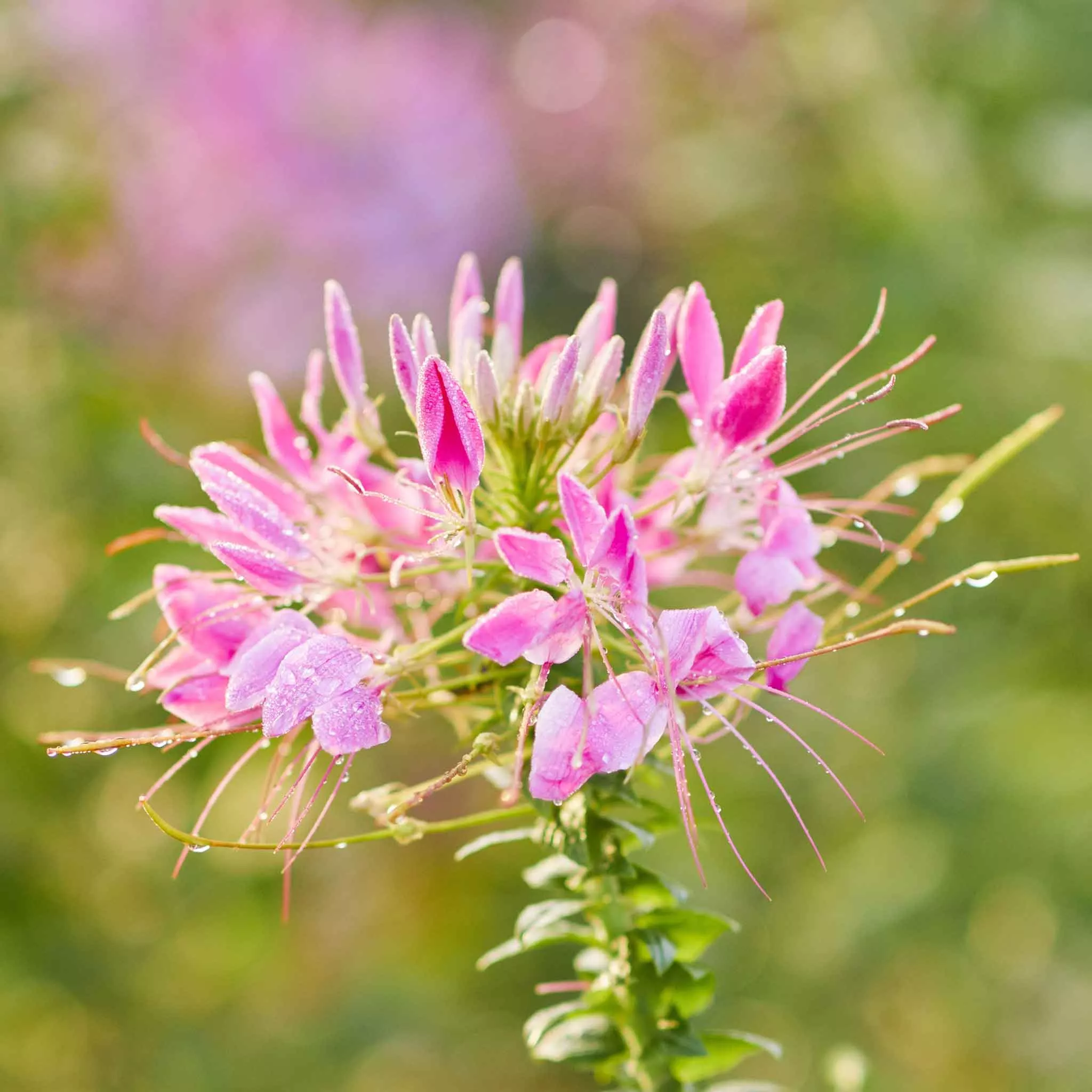 bulk-cleome-seeds-cherry-queen Bulk Cleome Seeds - Cherry Queen