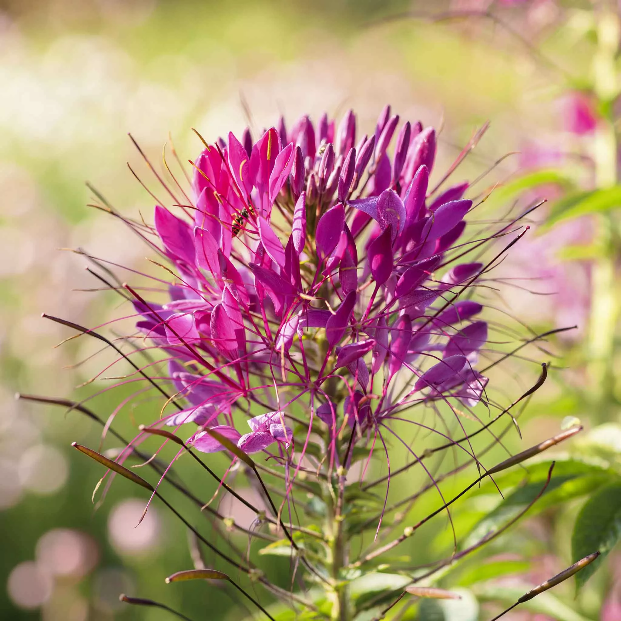 bulk-cleome-seeds-mauve-queen Bulk Cleome Seeds - Mauve Queen