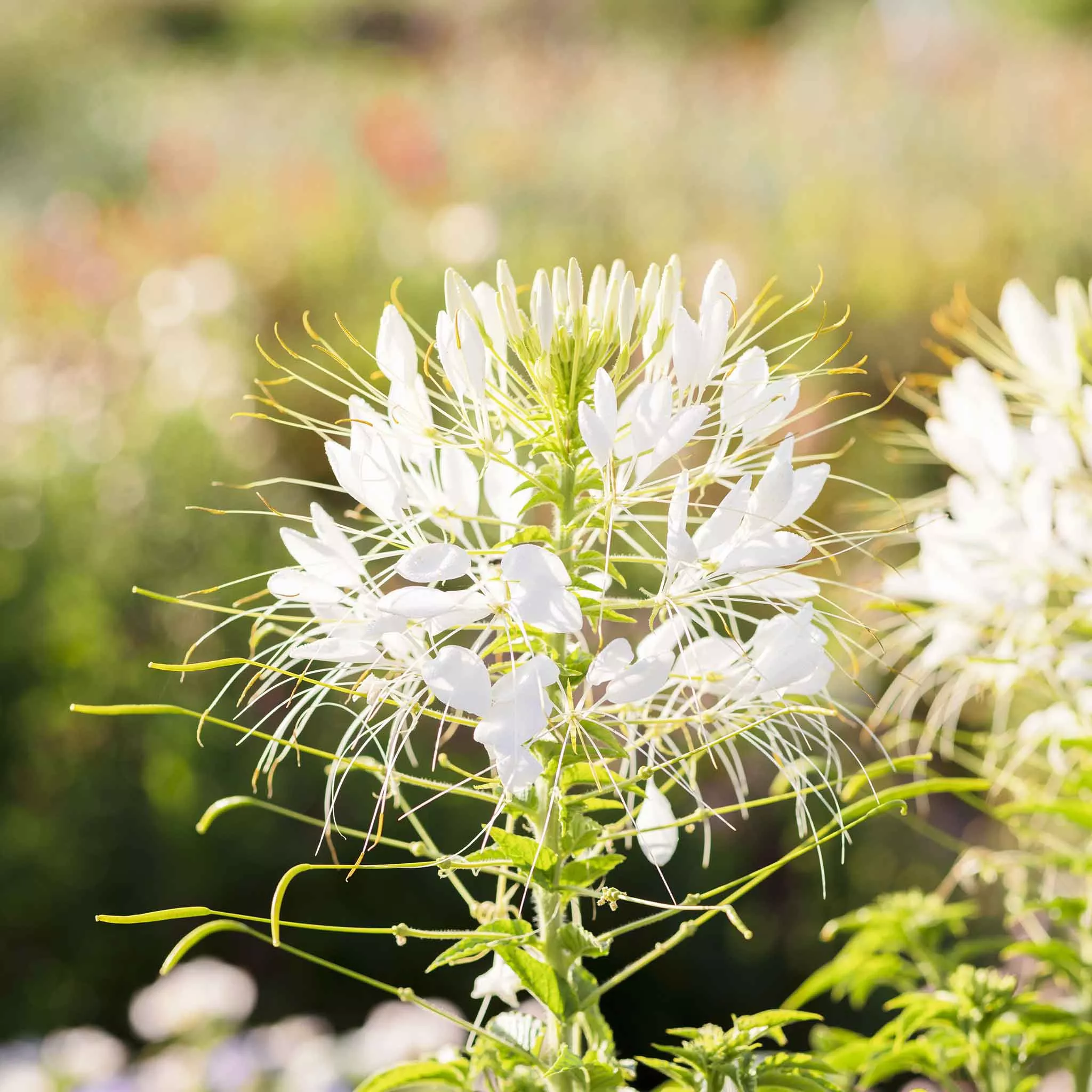 bulk-cleome-seeds-white-queen Bulk Cleome Seeds - White Queen