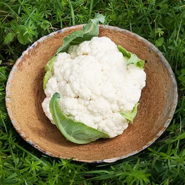 bulk-closeout-snowball-self-blanching-cauliflower BULK CLOSEOUT Snowball Self-Blanching Cauliflower
