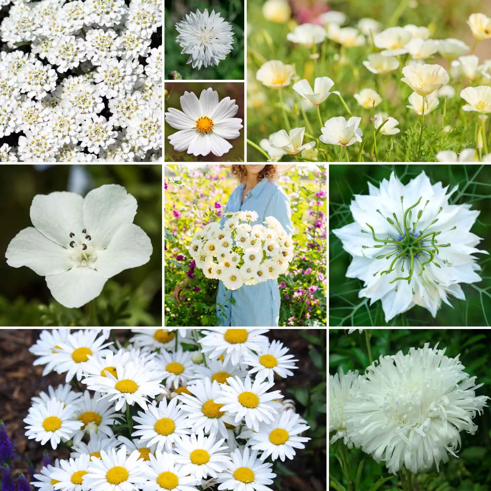 Bulk Cloud 9 - White Flower Seed Mix