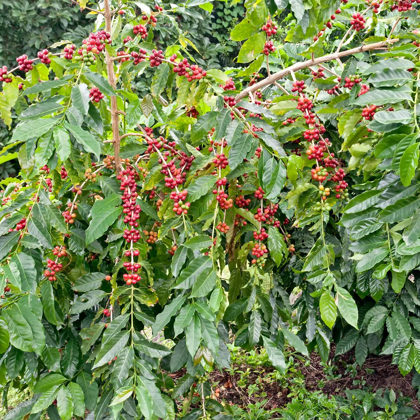 bulk-coffee-seeds Bulk Coffee Seeds