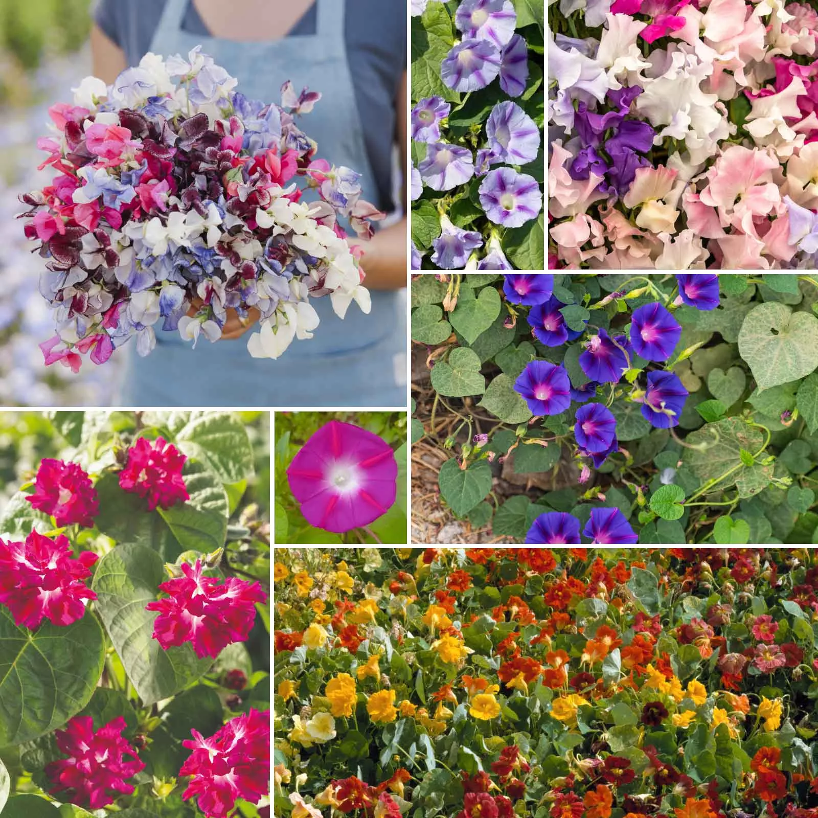 Bulk Colorful Climbers - Climbing Flower Seed Mix