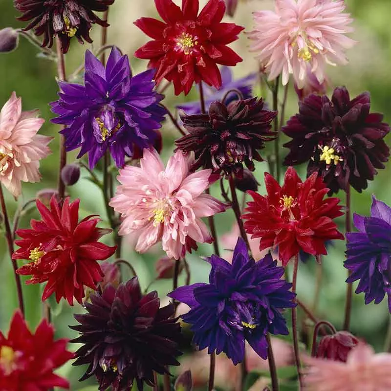 bulk-columbine-seeds-barlow-mix Bulk Columbine Seeds - Barlow Mix