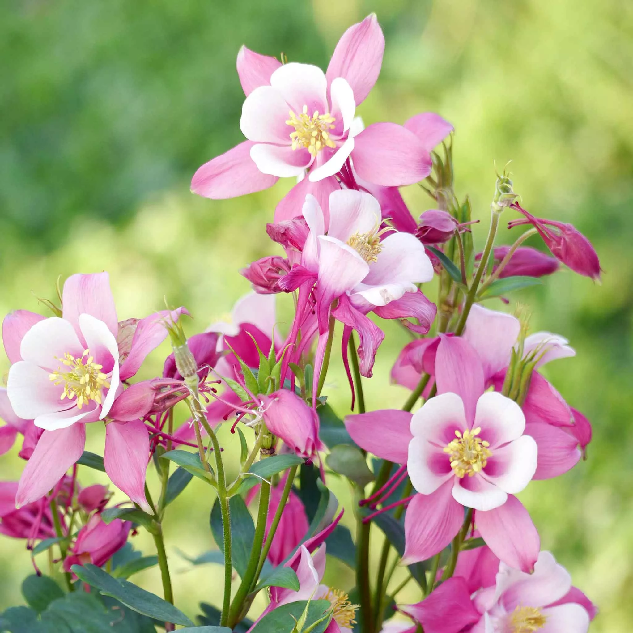 bulk-columbine-seeds-rose-star Bulk Columbine Seeds - Rose Star