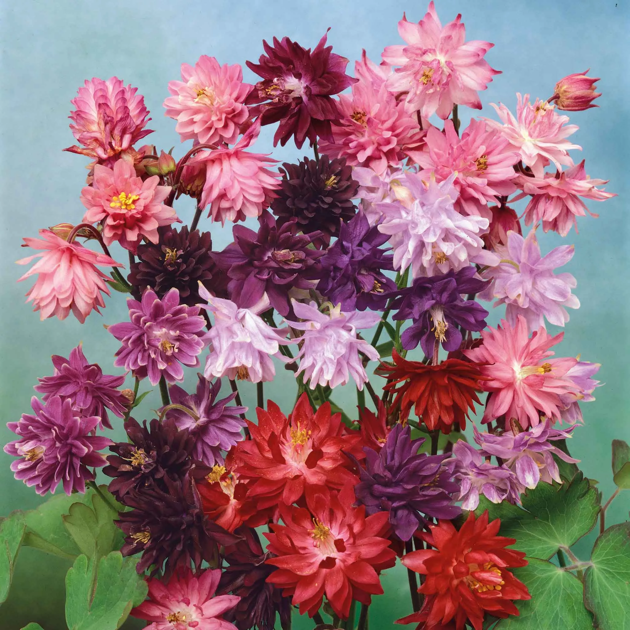 bulk-columbine-seeds-tall-double-mix Bulk Columbine Seeds - Tall Double Mix
