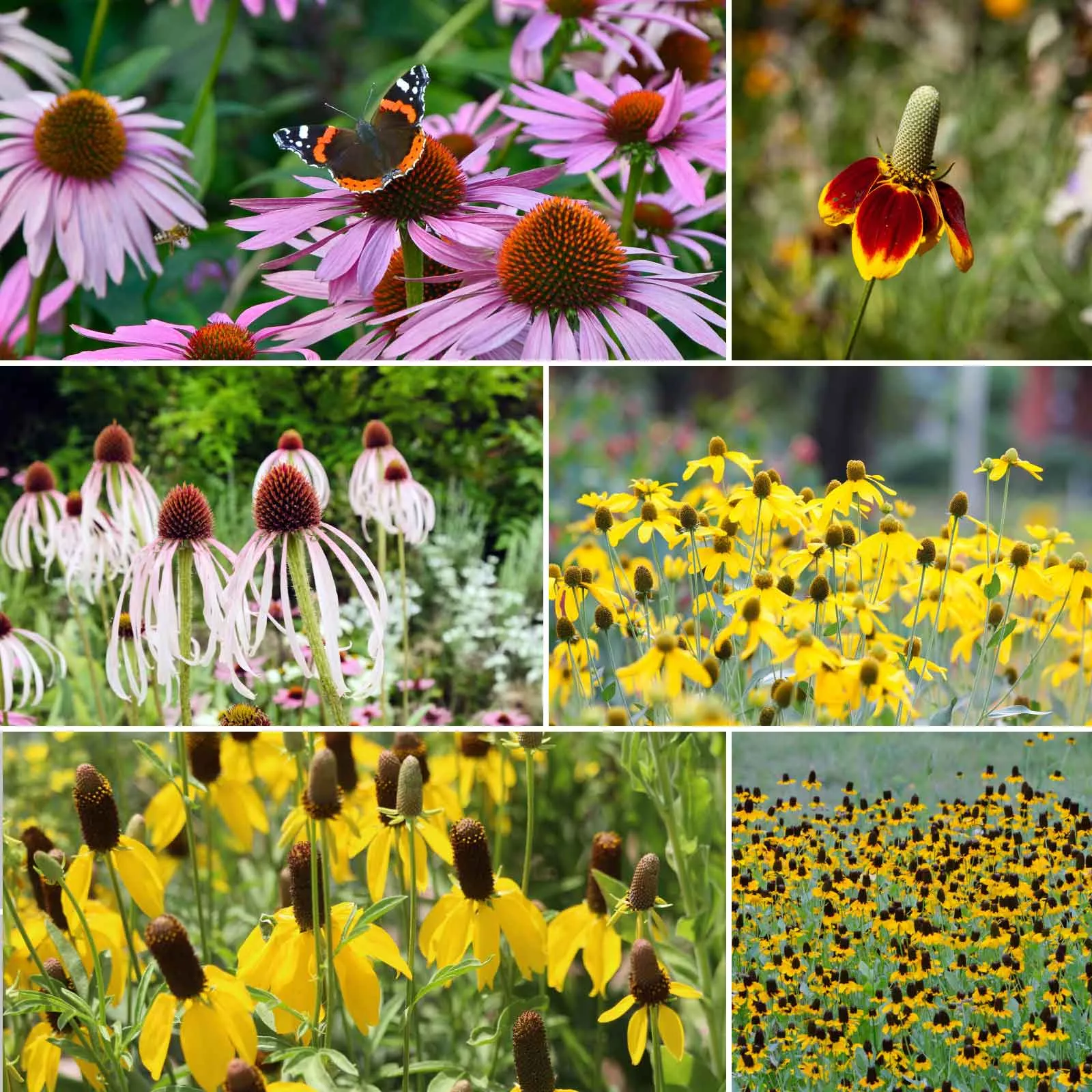 Bulk Conehead - Coneflower Seed Mix