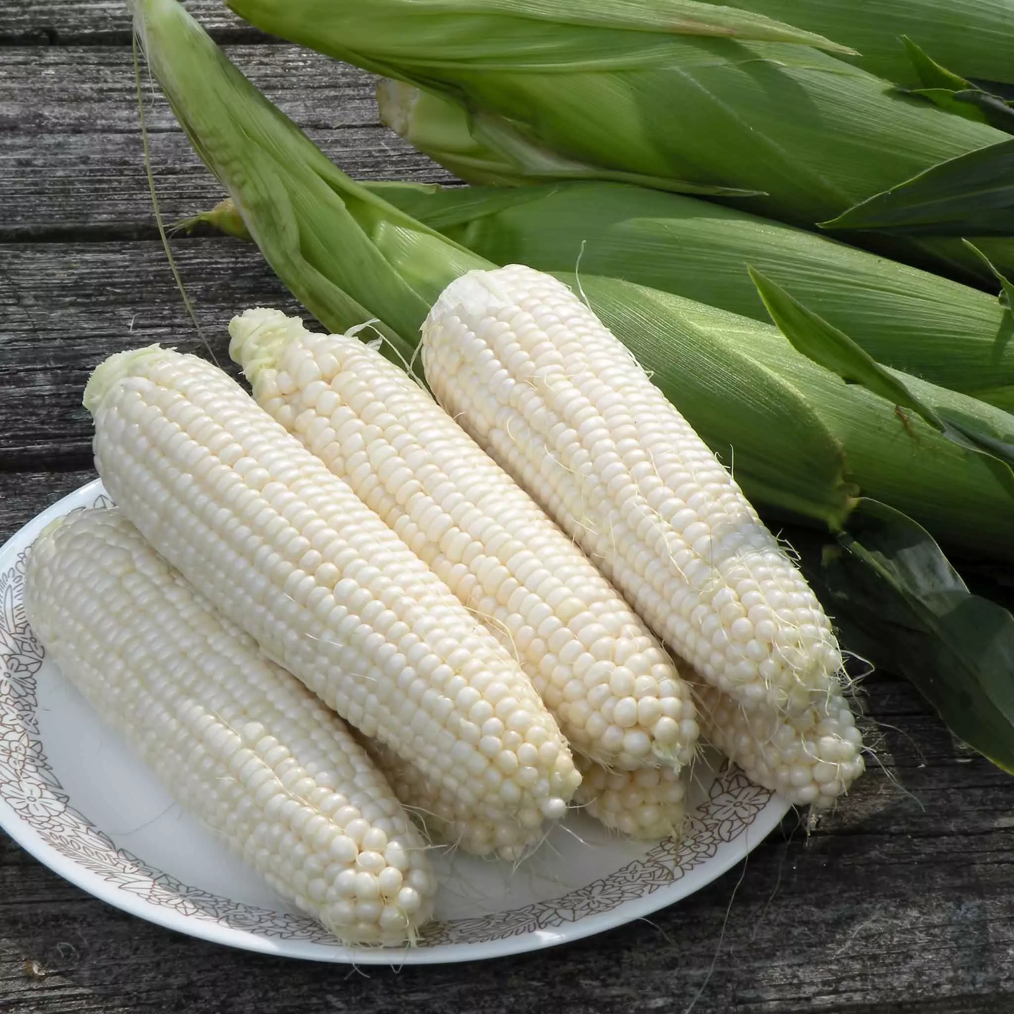 bulk-corn-seeds-silver-queen Bulk Corn Seeds - Silver Queen