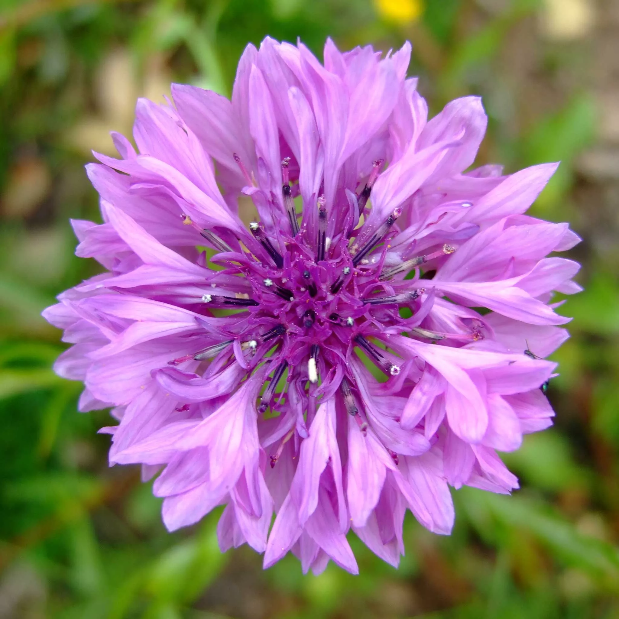 Bulk Cornflower / Bachelor Button Seeds - Mauve