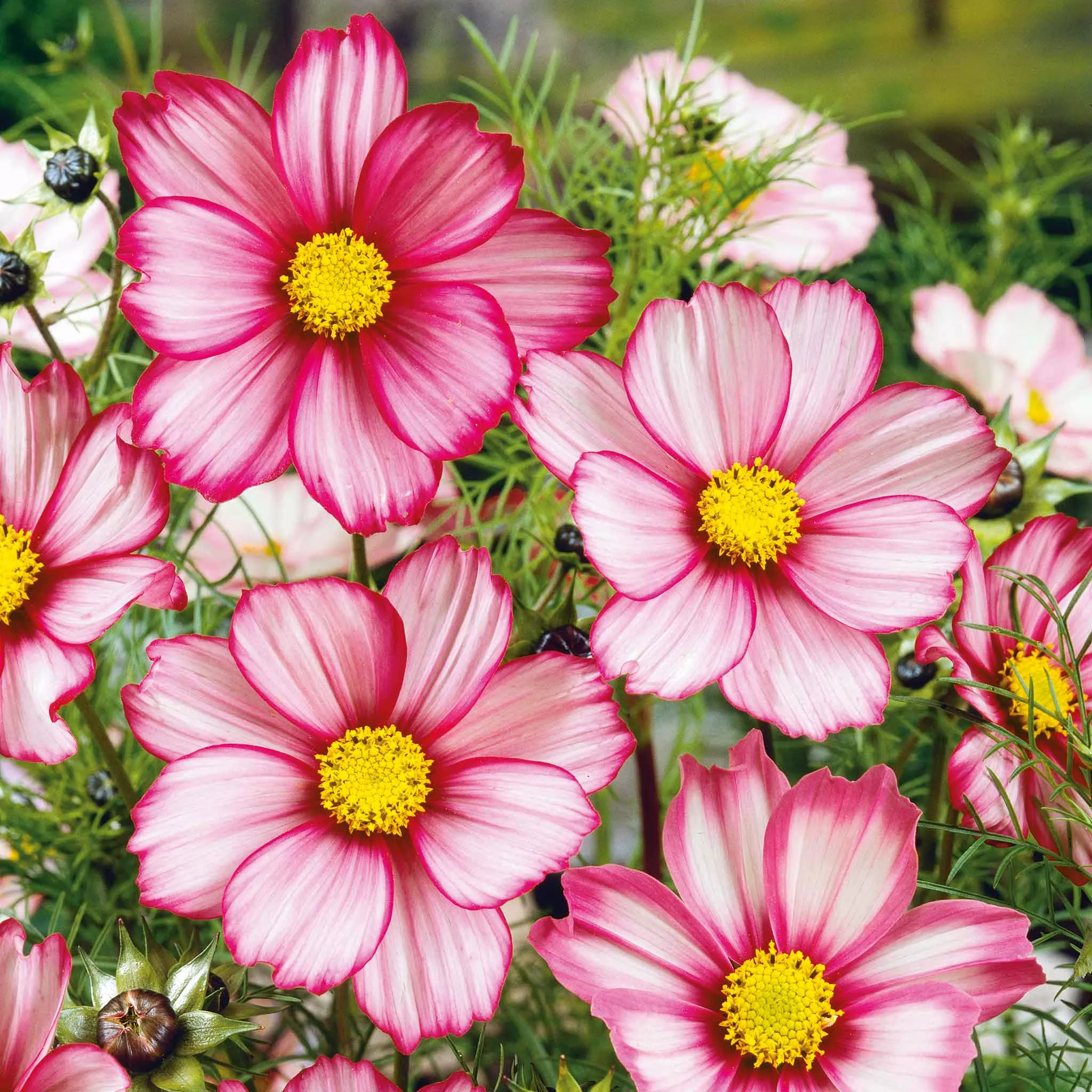 Bulk Cosmos Seeds - Candystripe