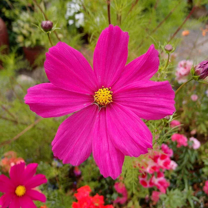 bulk-cosmos-seeds-dazzler Bulk Cosmos Seeds - Dazzler