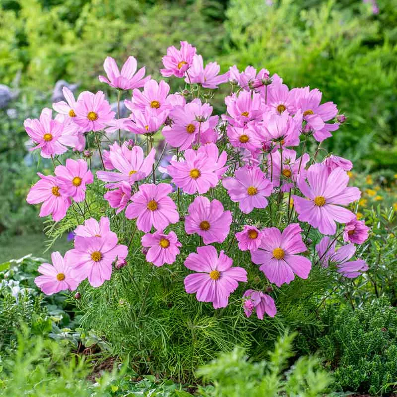 bulk-cosmos-seeds-dwarf-early-rose Bulk Cosmos Seeds (Dwarf Early) - Rose