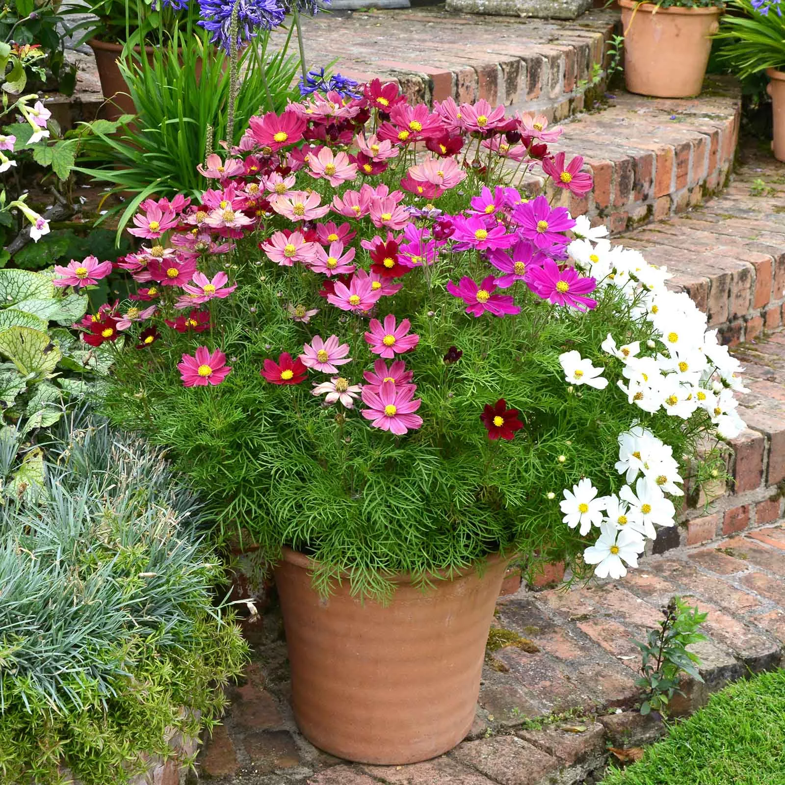 bulk-cosmos-seeds-dwarf-early-sensation-mix Bulk Cosmos Seeds (Dwarf Early) - Sensation Mix