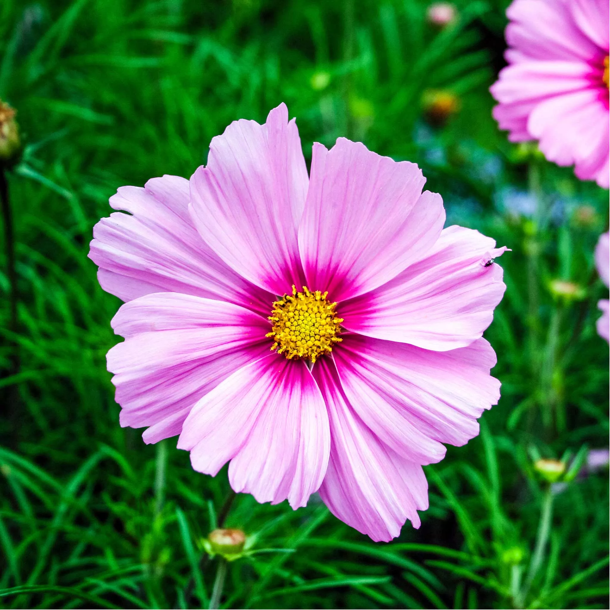 bulk-cosmos-seeds-gloria Bulk Cosmos Seeds - Gloria