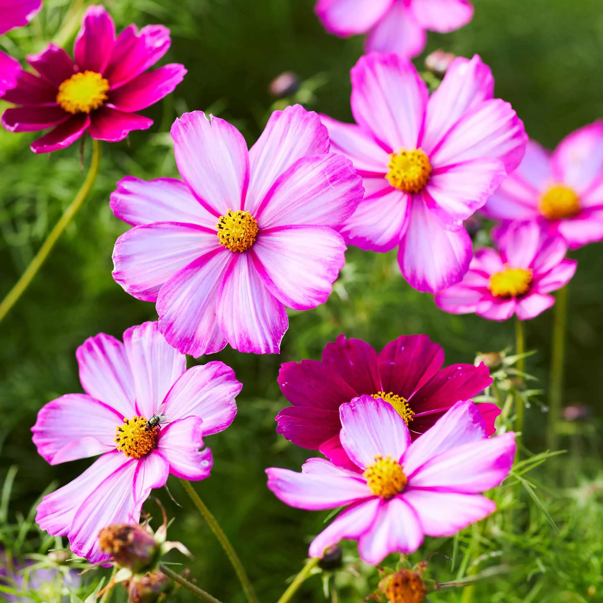 Bulk Cosmos Seeds - Picotee
