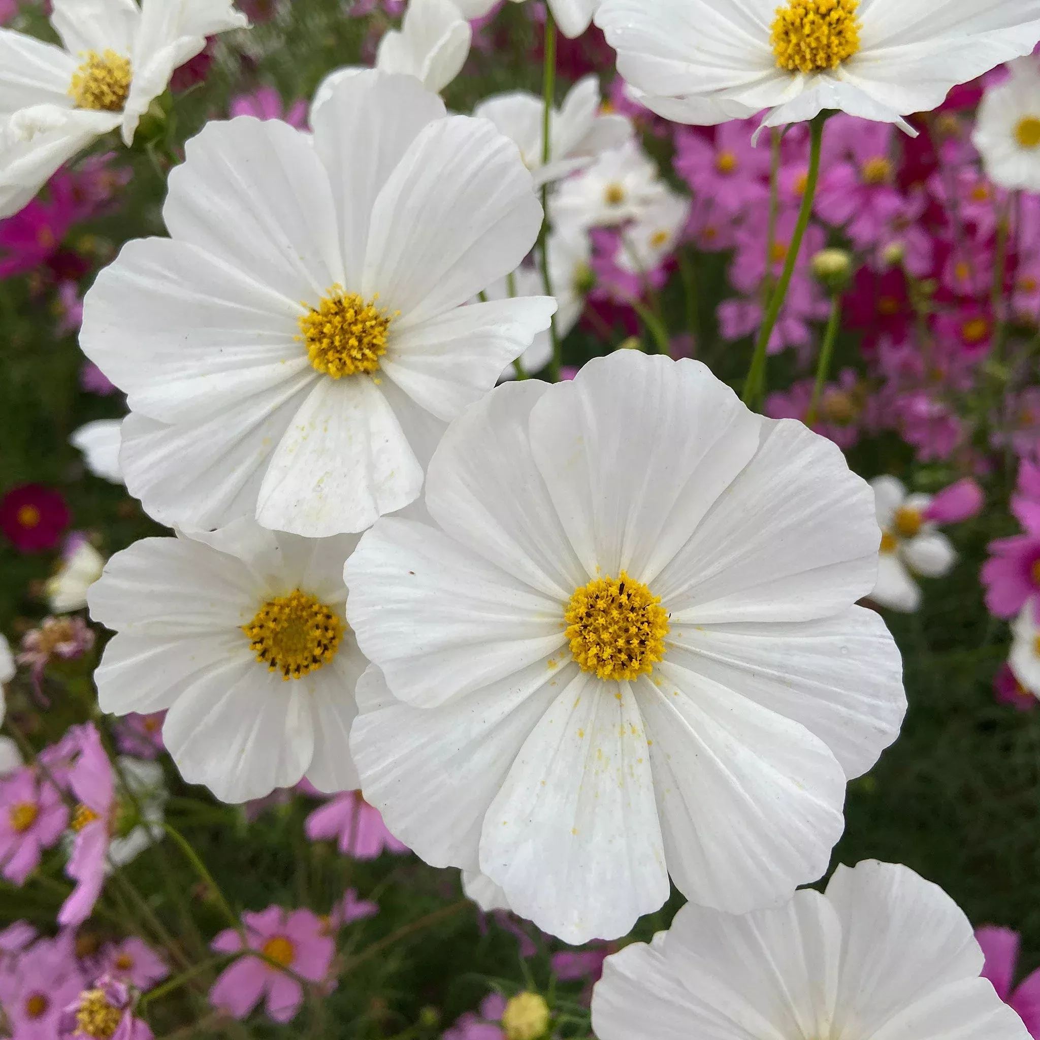 Bulk Cosmos Seeds - Purity