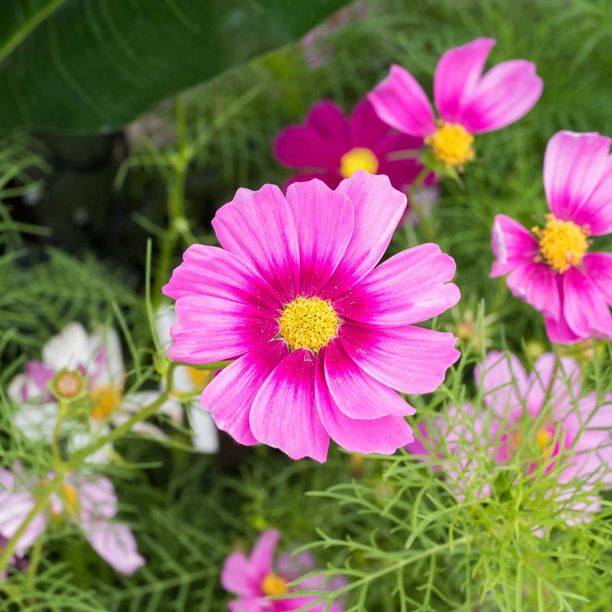 bulk-cosmos-seeds-radiance Bulk Cosmos Seeds - Radiance