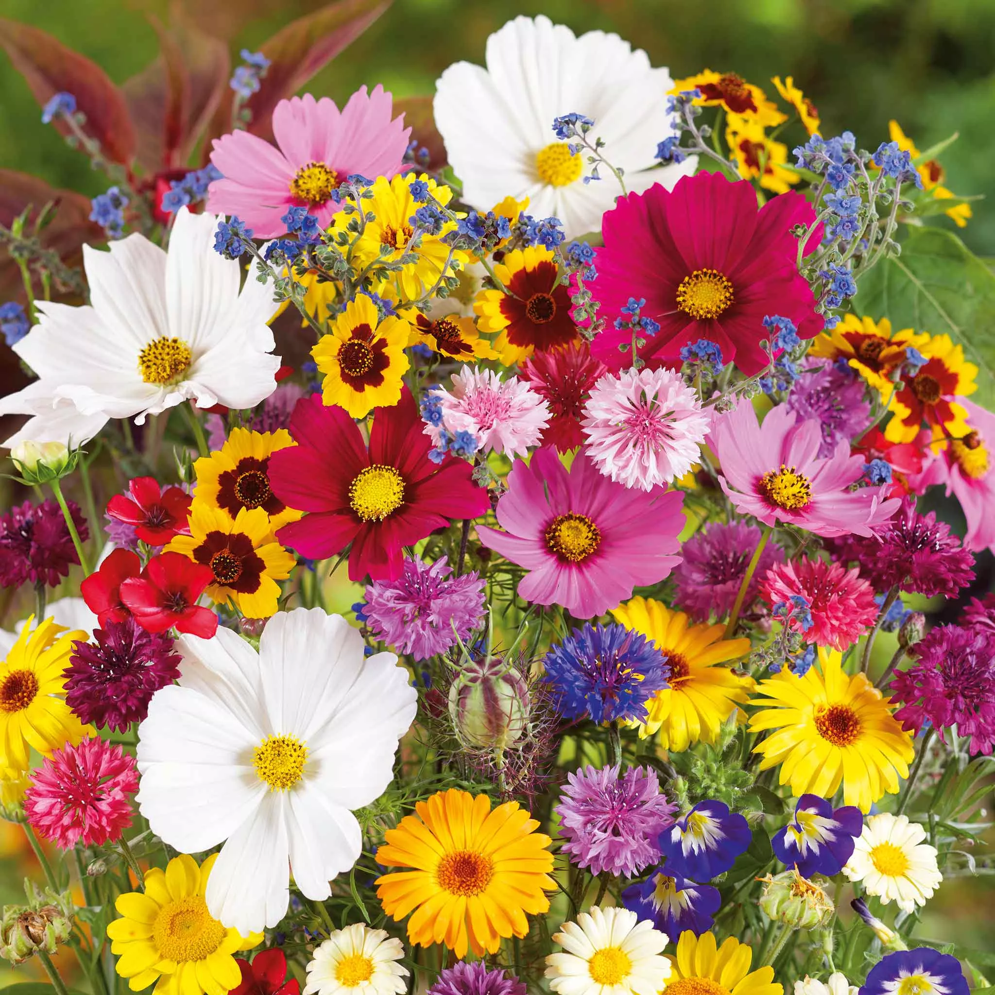 Bulk Country Garden Flower Seed Mix