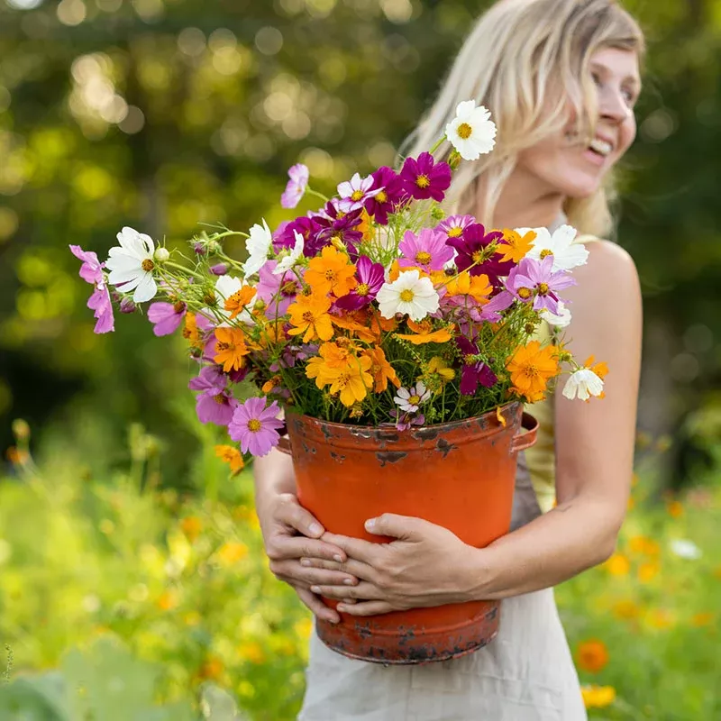 Bulk Crazy For Cosmos - Cosmos Flower Seed Mix
