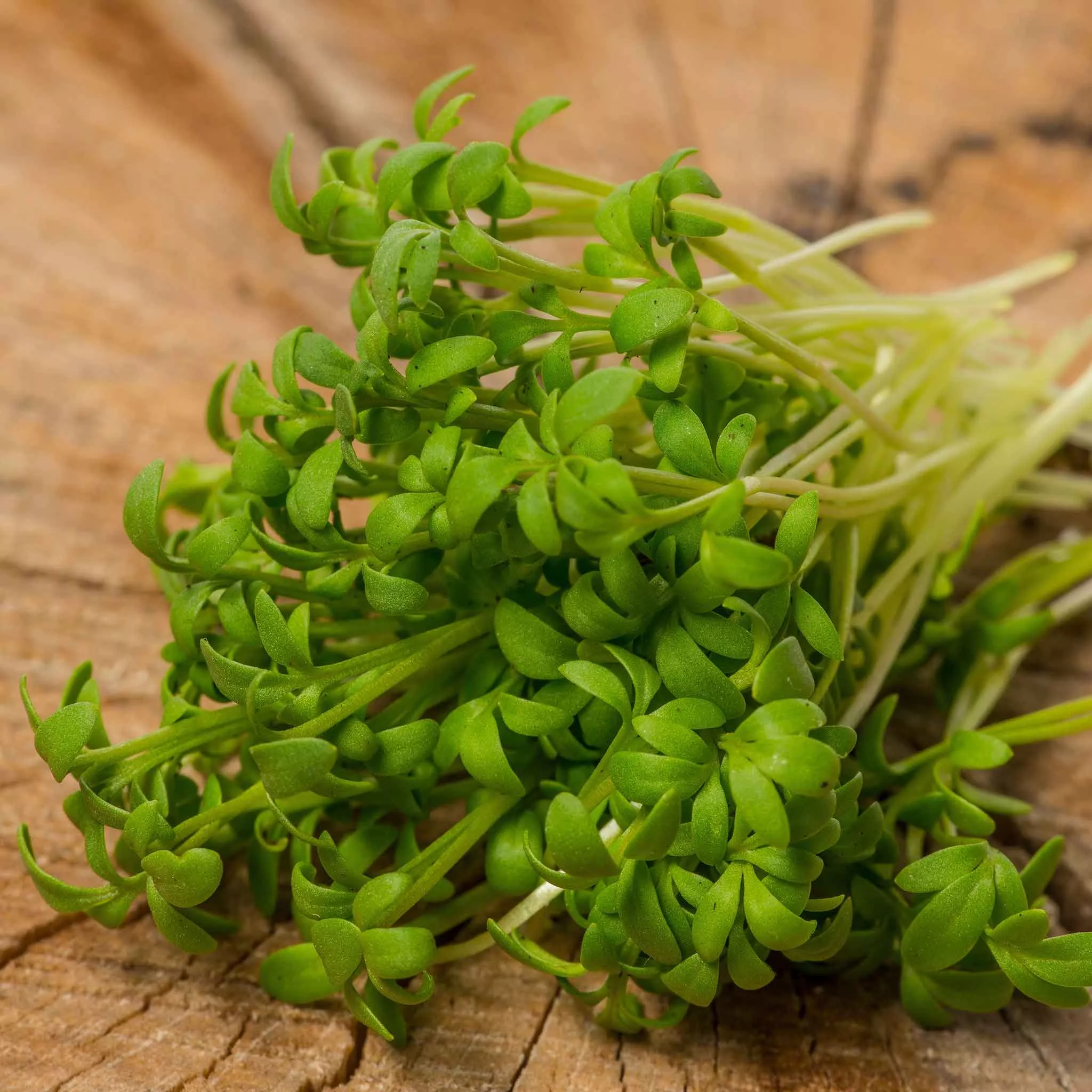 bulk-cress-seeds-wrinkled-crinkled Bulk Cress Seeds - Wrinkled Crinkled