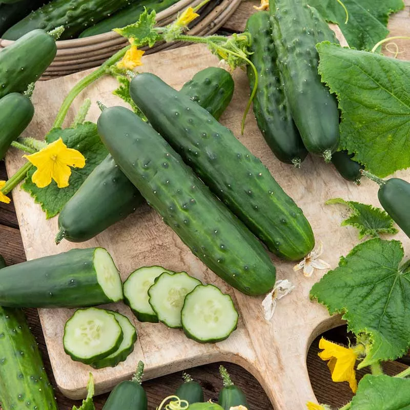 bulk-cucumber-seeds-marketer Bulk Cucumber Seeds - Marketer