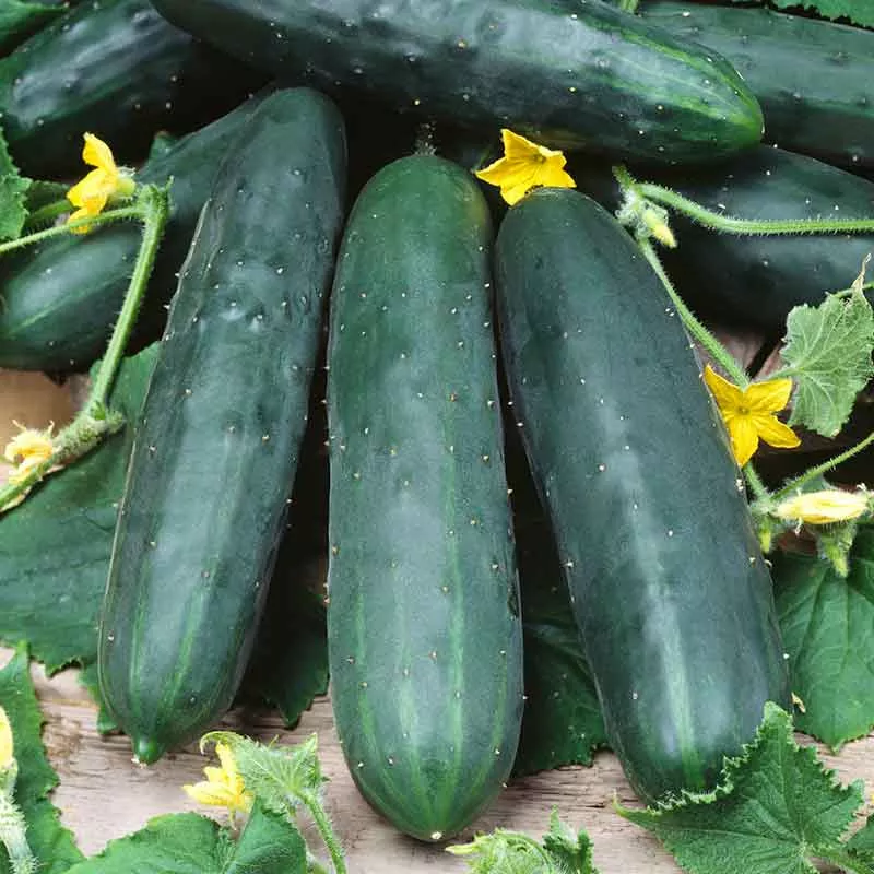 bulk-cucumber-seeds-marketmore-76 Bulk Cucumber Seeds - Marketmore 76