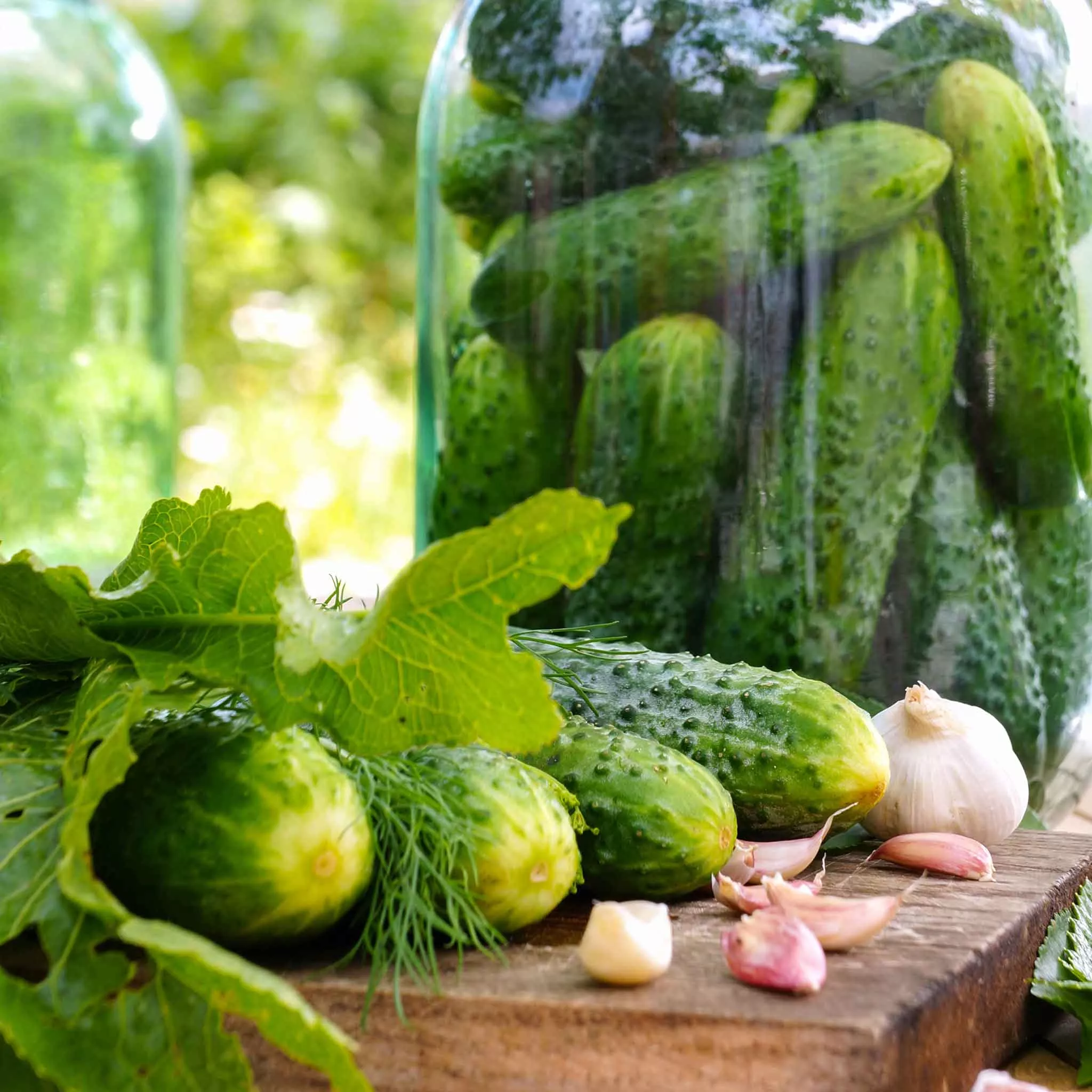 Bulk Cucumber Seeds (Pickling) - National Pickling