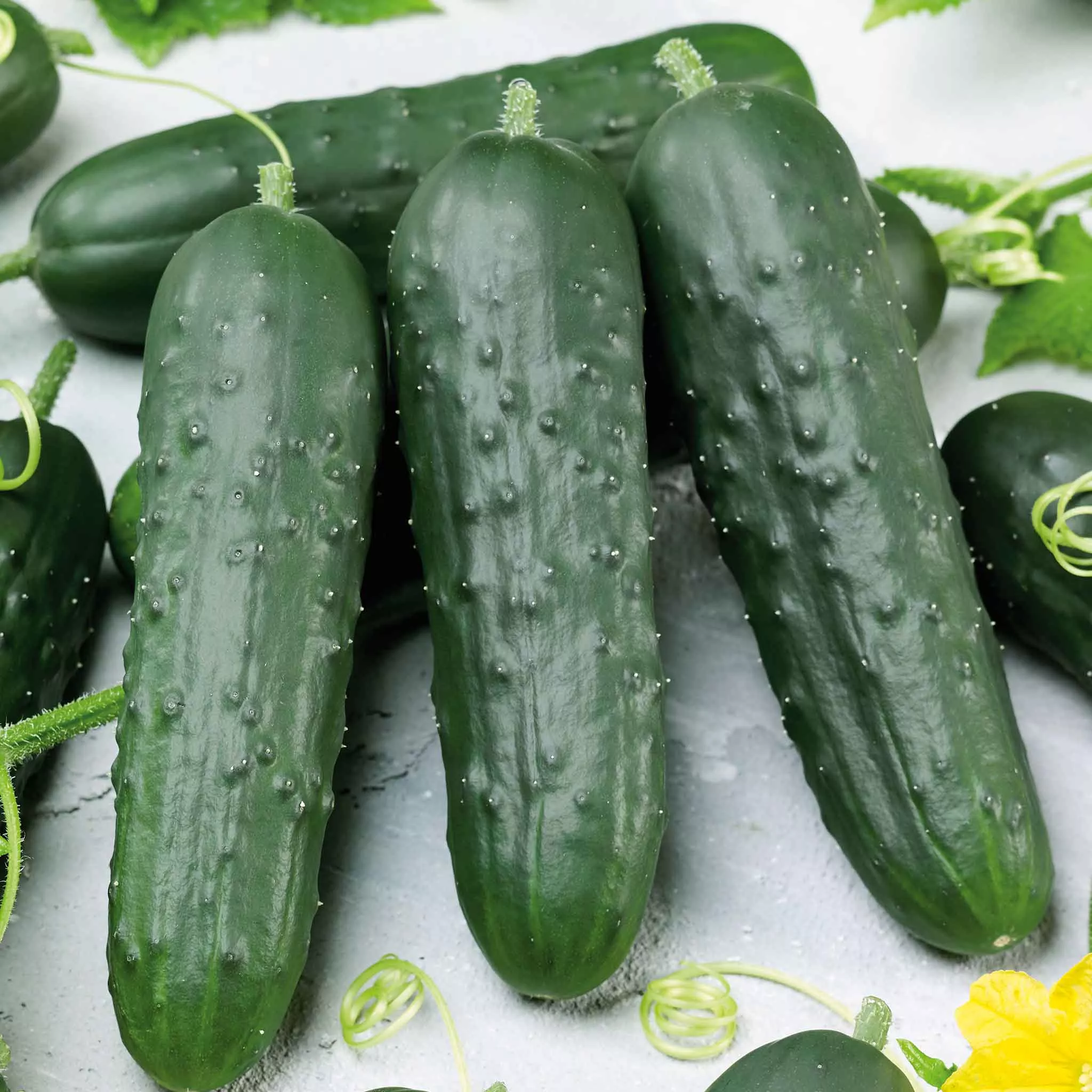 bulk-cucumber-seeds-poinsett-76 Bulk Cucumber Seeds - Poinsett 76