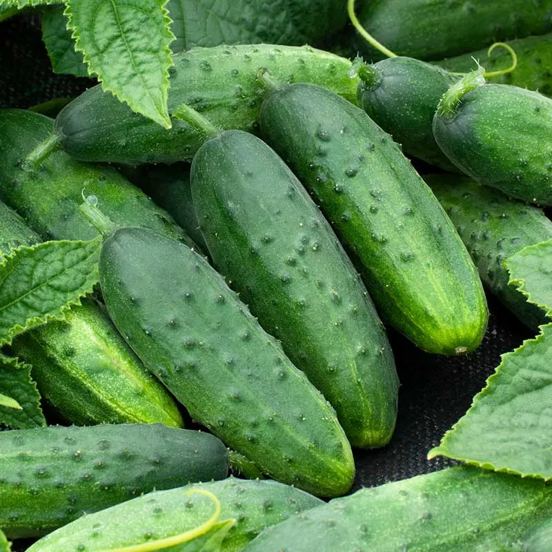 Bulk Cucumber Seeds - Spacemaster