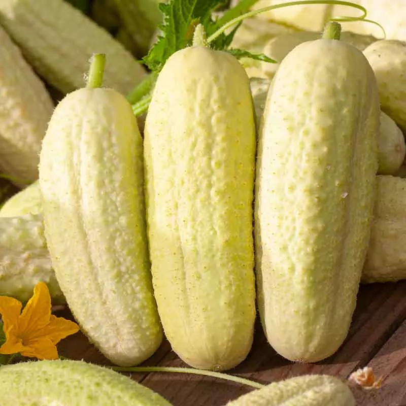 bulk-cucumber-seeds-white-wonder Bulk Cucumber Seeds - White Wonder