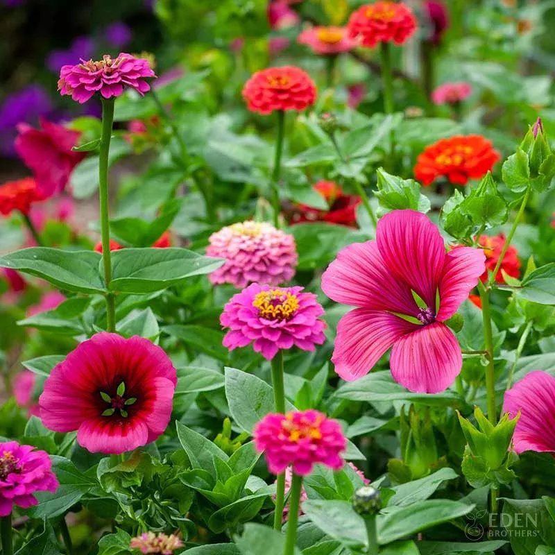bulk-cupid-s-flower-seed-mix Bulk Cupid's Flower Seed Mix