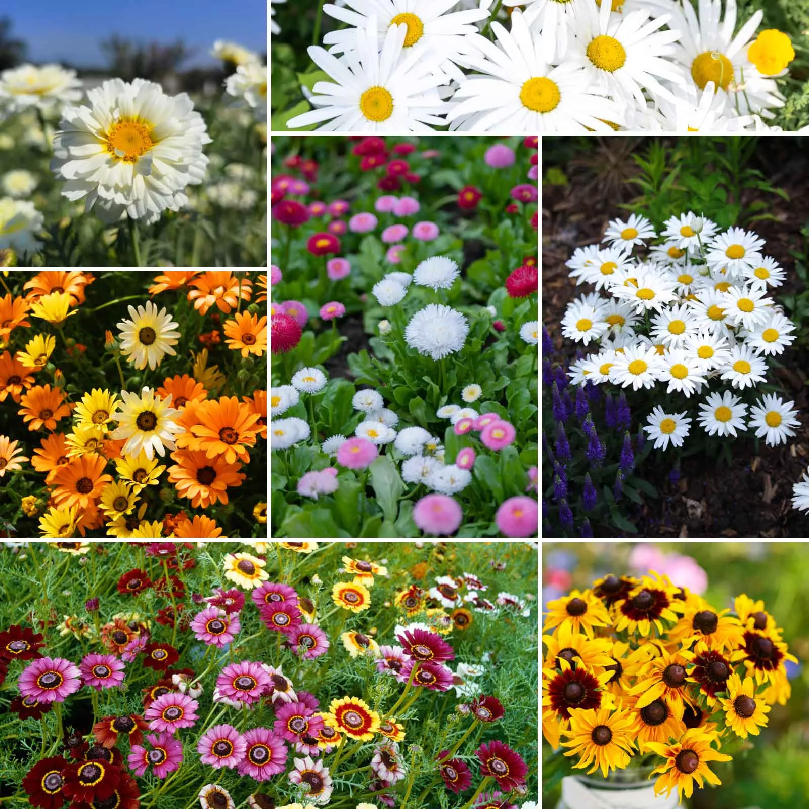 bulk-daisy-crazy-daisy-flower-seed-mix Bulk Daisy Crazy - Daisy Flower Seed Mix