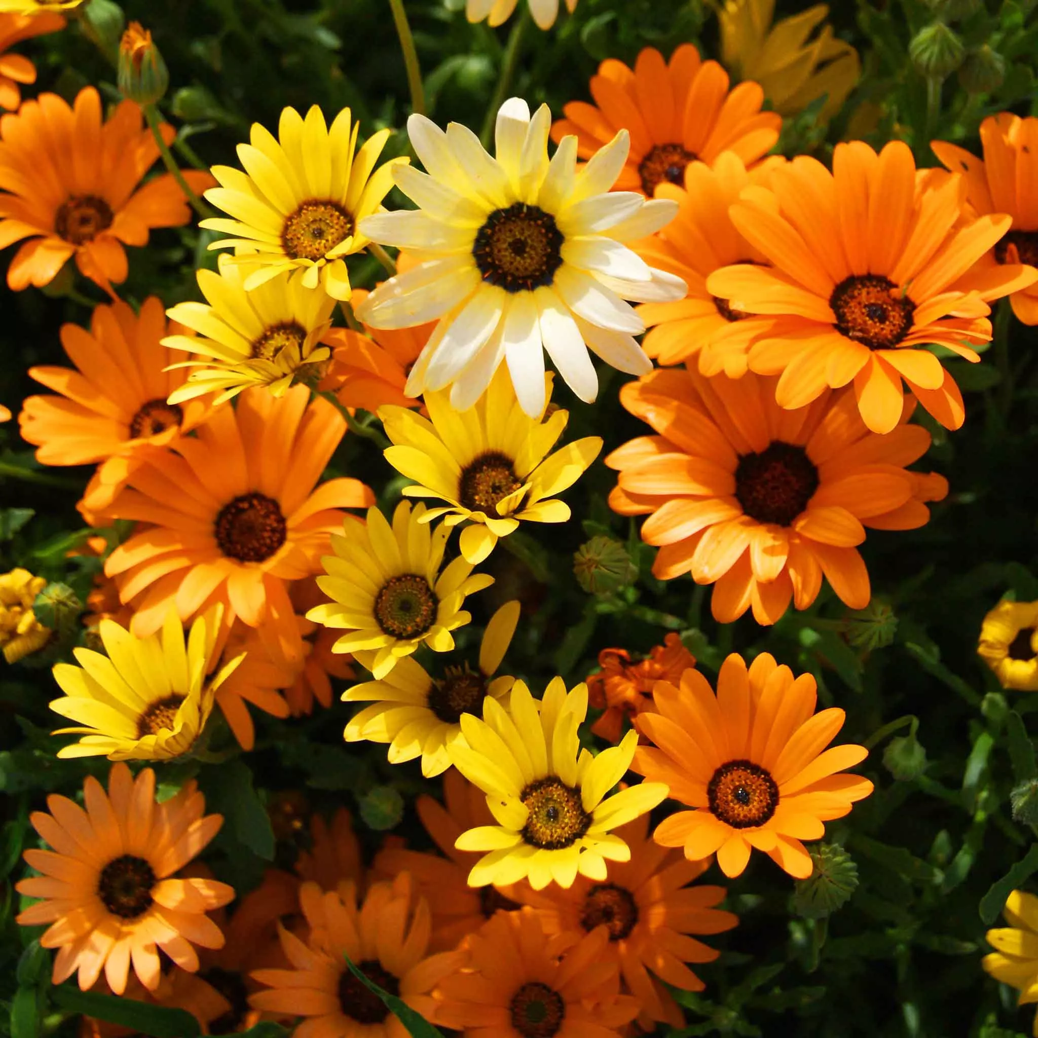 bulk-daisy-seeds-african-mixed Bulk Daisy Seeds (African) - Mixed
