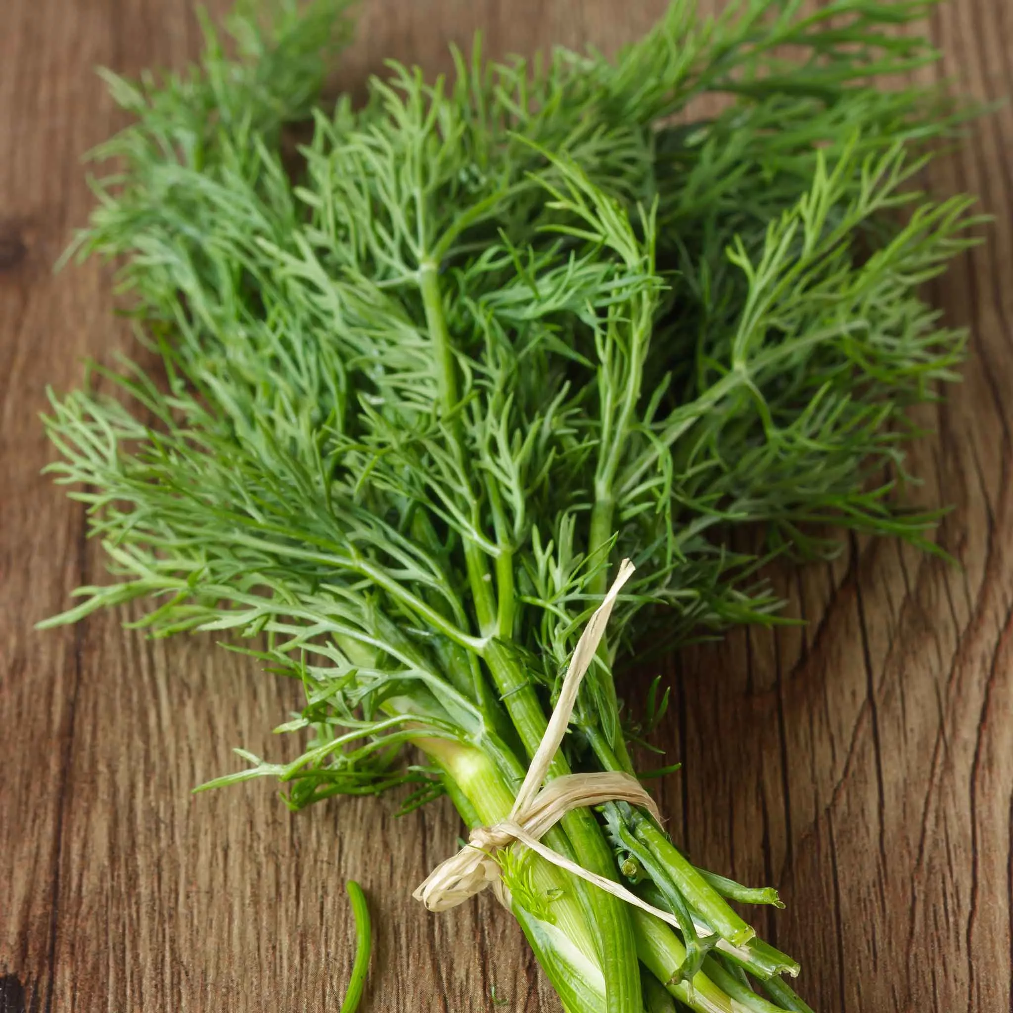 Bulk Dill Seeds - Bouquet (Common)