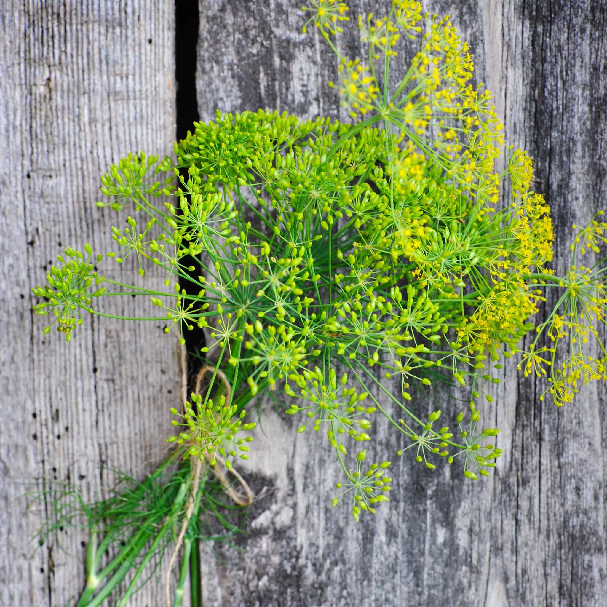 bulk-dill-seeds-long-island-mammoth Bulk Dill Seeds - Long Island Mammoth