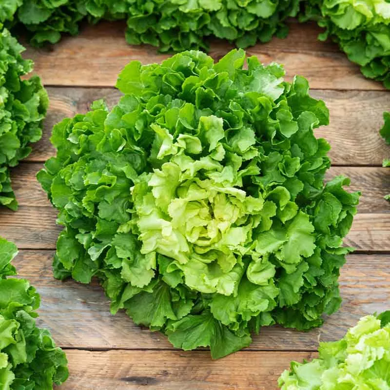 Bulk Endive (Escarole) Seeds - Broadleaf Batavian