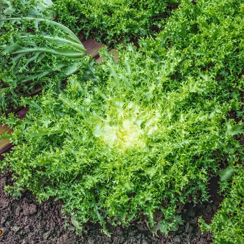 Bulk Endive Seeds - Green Curled Ruffec