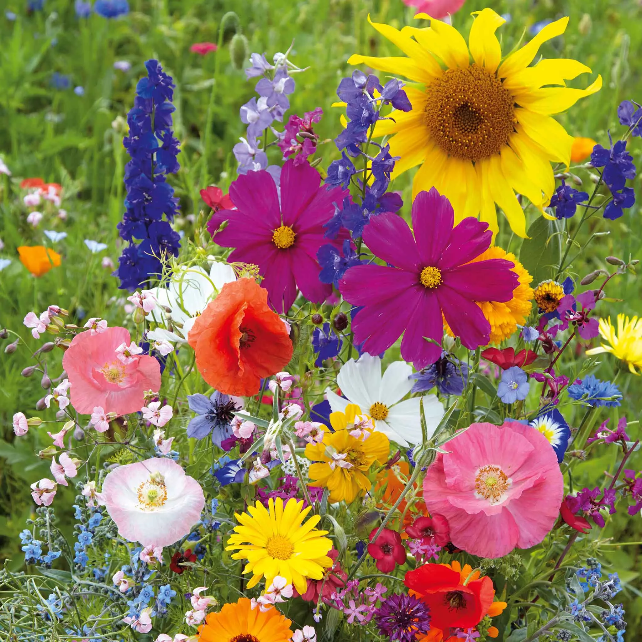 bulk-fairytale-flower-seed-mix Bulk Fairytale Flower Seed Mix