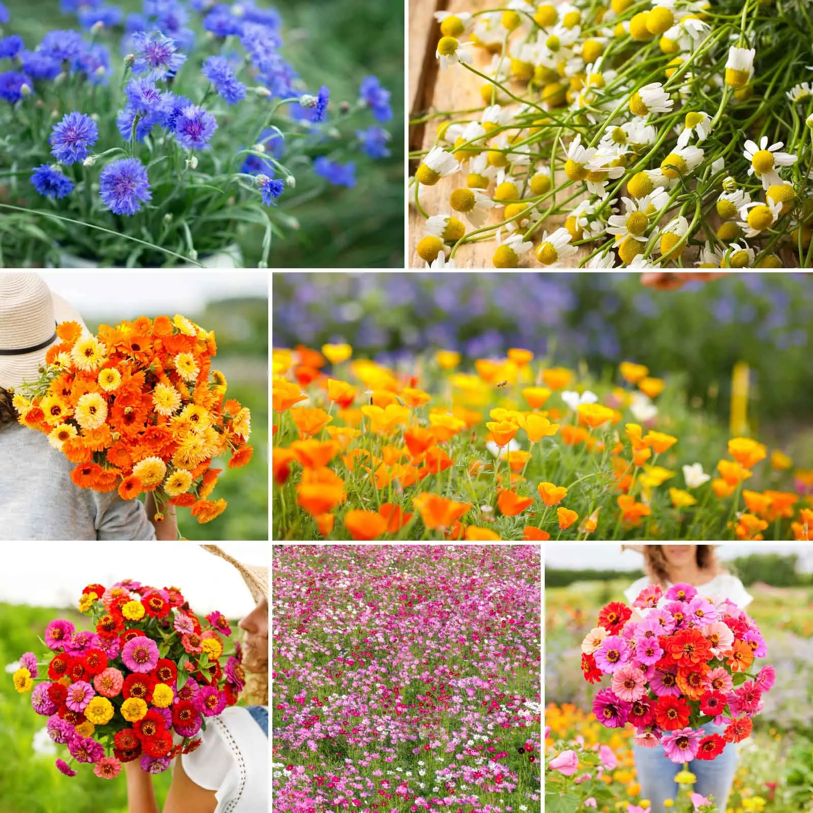 bulk-field-day-flower-seed-mix Bulk Field Day Flower Seed Mix