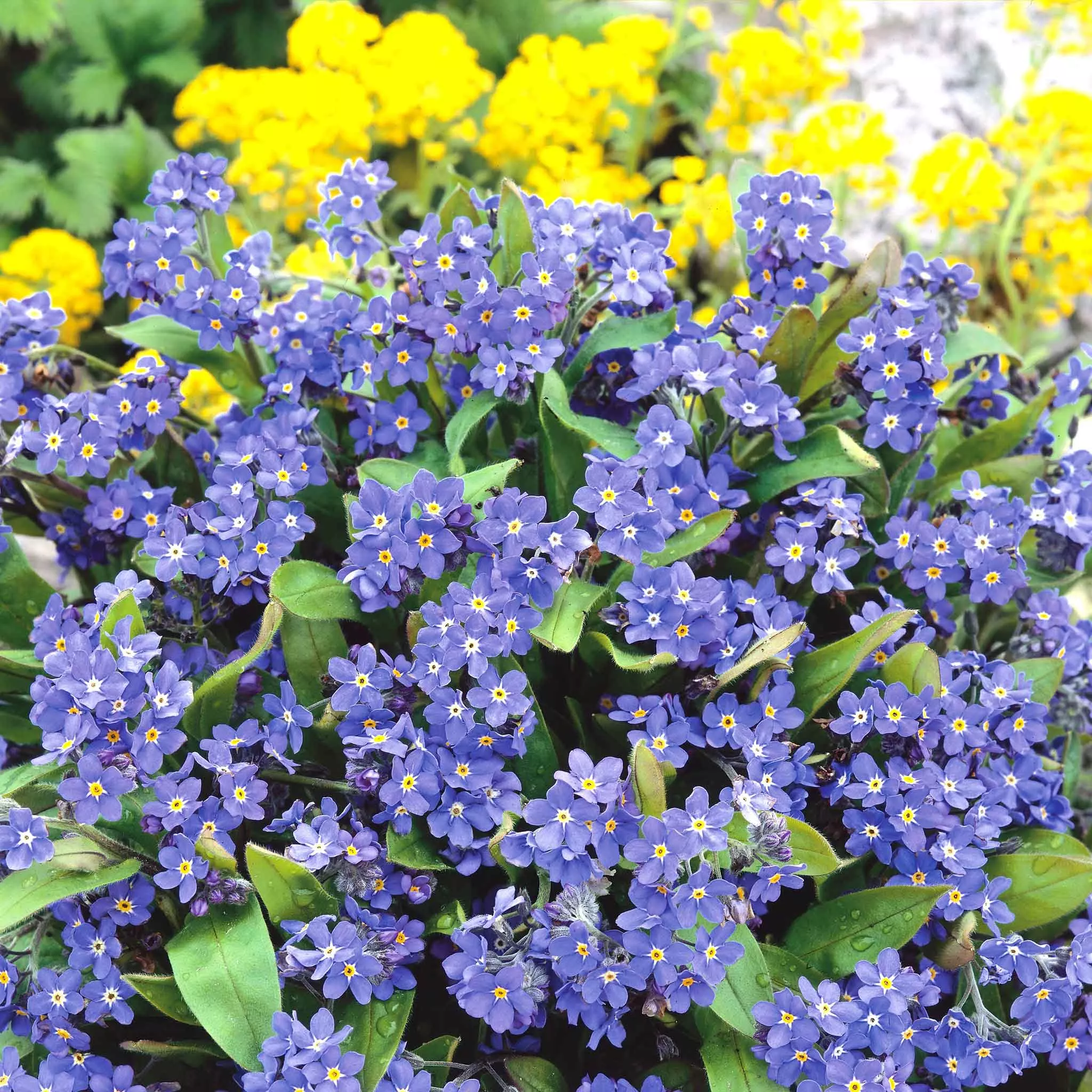 bulk-forget-me-not-dwarf-seeds-ultramarine Bulk Forget Me Not (Dwarf) Seeds - Ultramarine