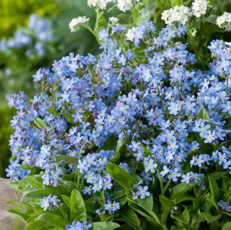 Bulk Forget Me Not Seeds - Blue