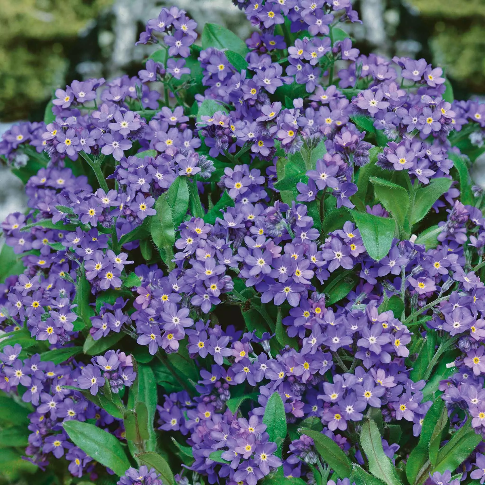 Bulk Forget Me Not Seeds - Indigo Blue