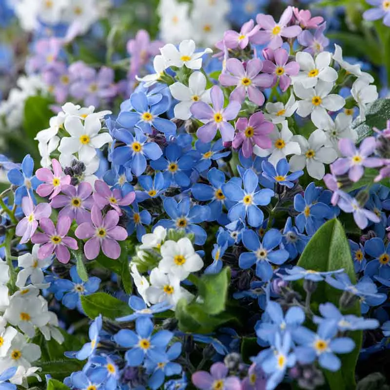 bulk-forget-me-not-seeds-mixed-colors Bulk Forget Me Not Seeds - Mixed Colors