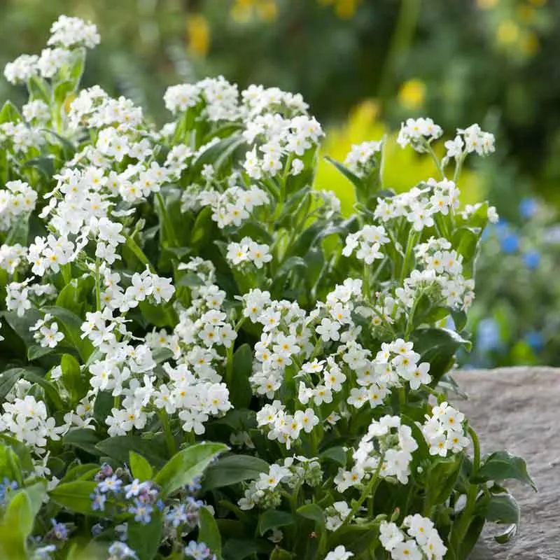 bulk-forget-me-not-seeds-white Bulk Forget Me Not Seeds - White