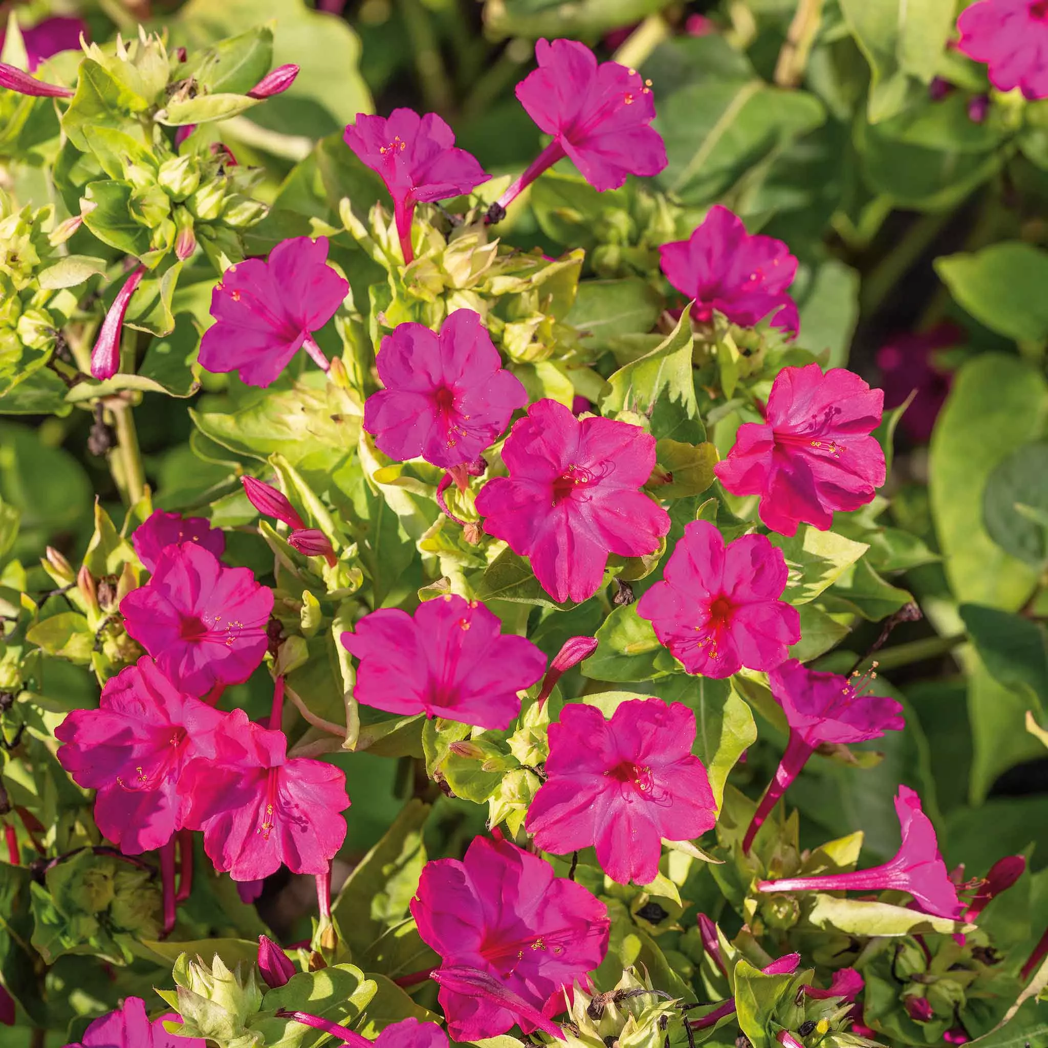 bulk-four-o-clock-seeds-pink Bulk Four O'Clock Seeds - Pink