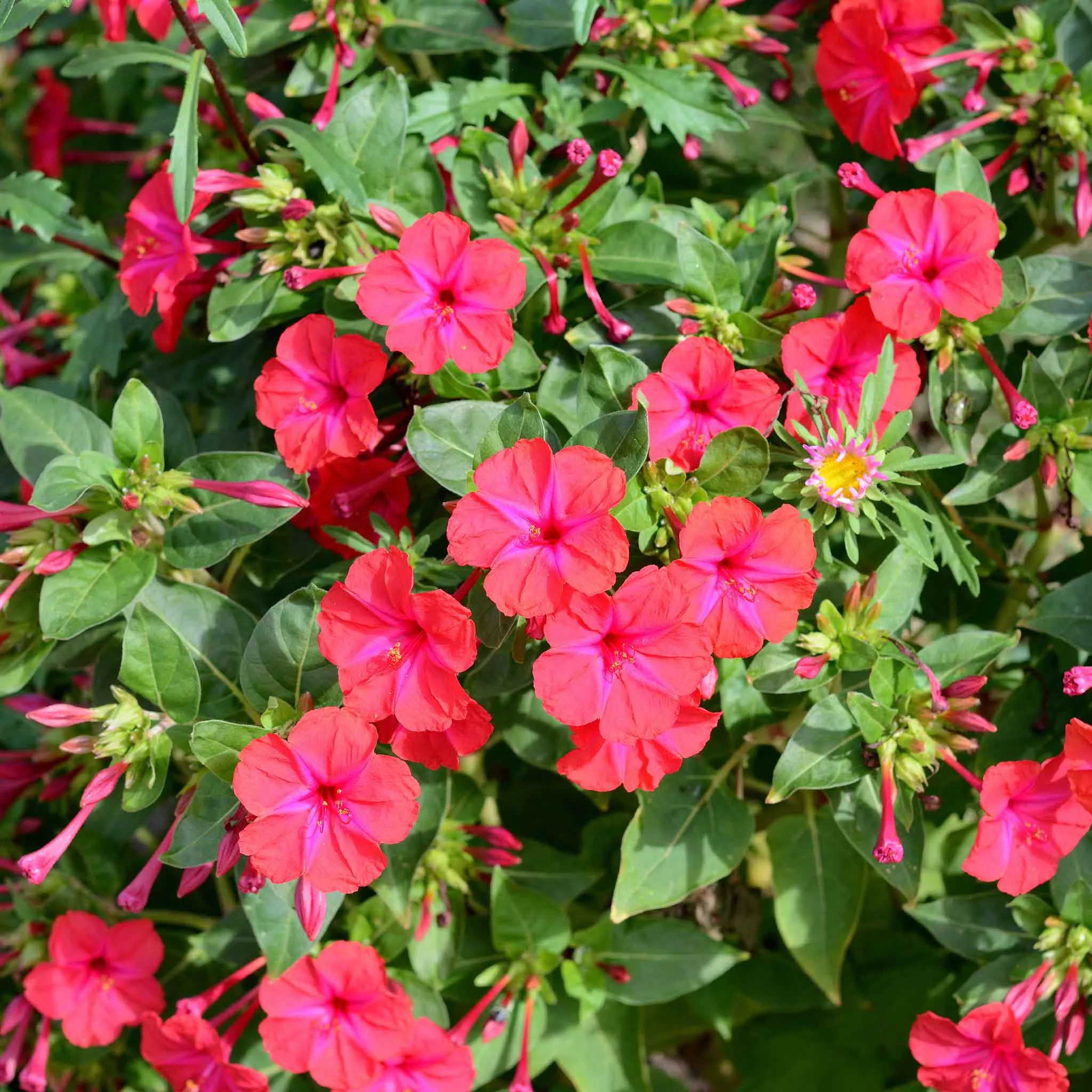 bulk-four-o-clock-seeds-red Bulk Four O'Clock Seeds - Red